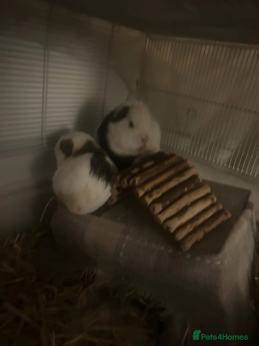 Guinea Pig rodents for sale: Guinea pigs 2 males  in Burton-on-Trent - Advert 1