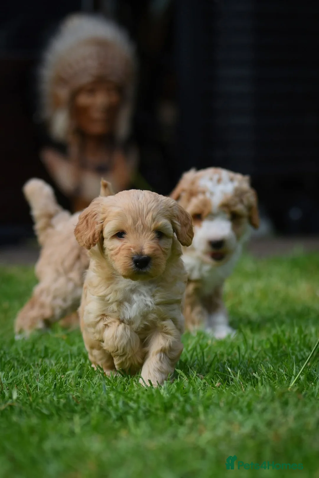 Australian Labradoodle dogs for sale: Stunning Cockapoo x Australian Labradoodle Puppies in Corby - Advert 2
