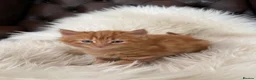 Mixed Breed cats for sale: Beautiful fluffy ginger kittens  - Advert 12