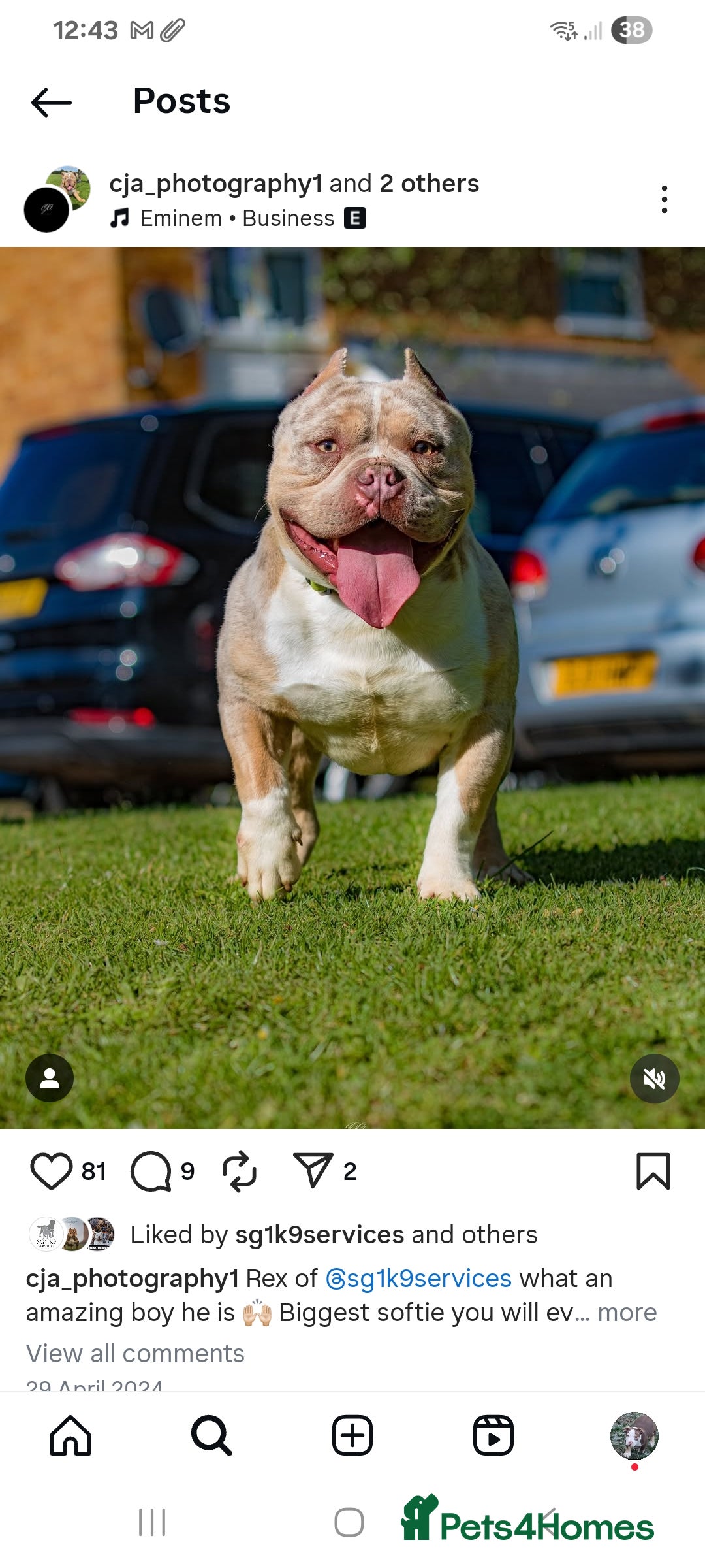 American Bully dogs for sale: Last boy left 🔥🔥🔥 - Image 16