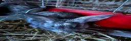 Mini Lop rabbits for sale: Mini lop bunnies for sale  - Advert 1