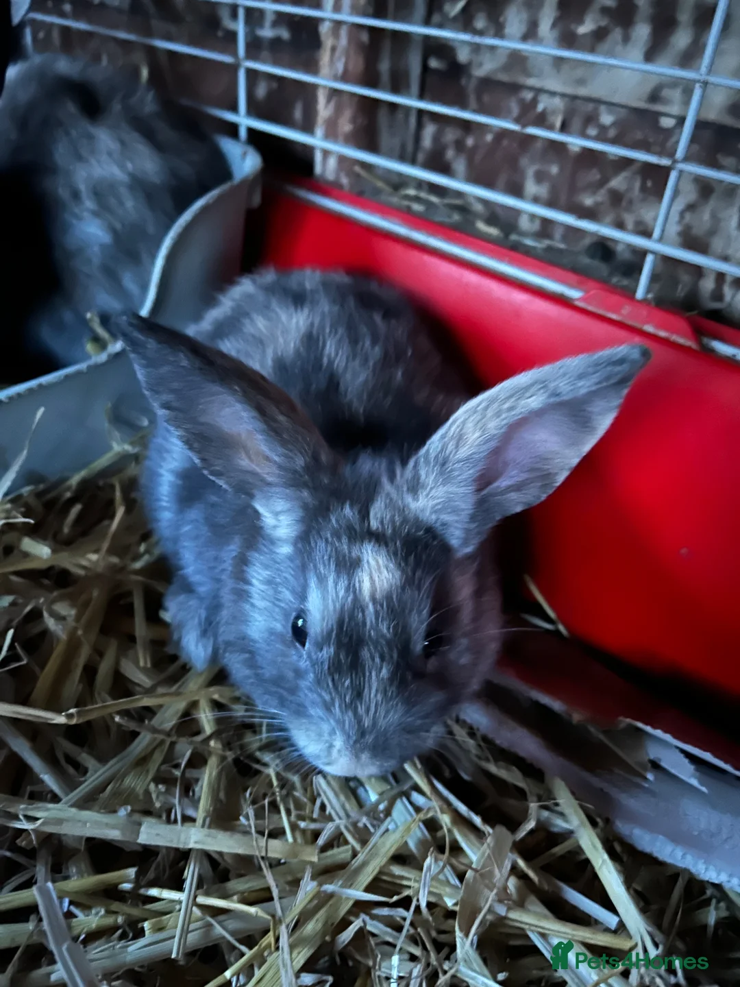 Mini Lop rabbits for sale: Mini lop bunnies for sale  - Advert 1