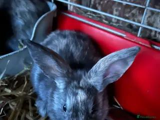 Mini Lop rabbits Mini lop bunnies for sale - Advert 3