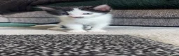 Mixed Breed cats for sale: Beautiful little of black and white fluffy kittens - Advert 6