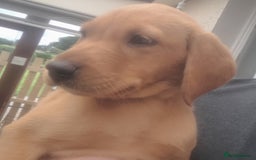 Labrador Retriever dogs for sale: Red fox labrador puppy Female ready to leave  - Image 4