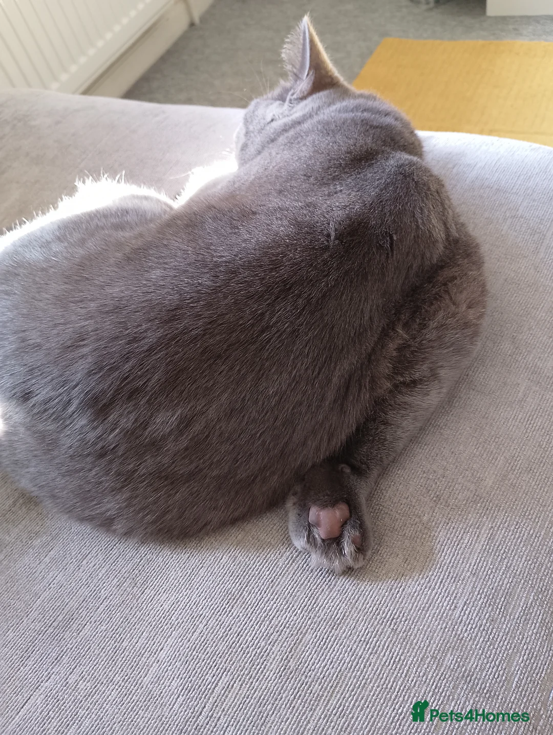 British Shorthair cats for sale: Moon - cute kitten in London - Advert 2