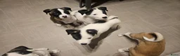 Mixed Breed dogs for sale: American Bulldog x American Akita - Advert 3