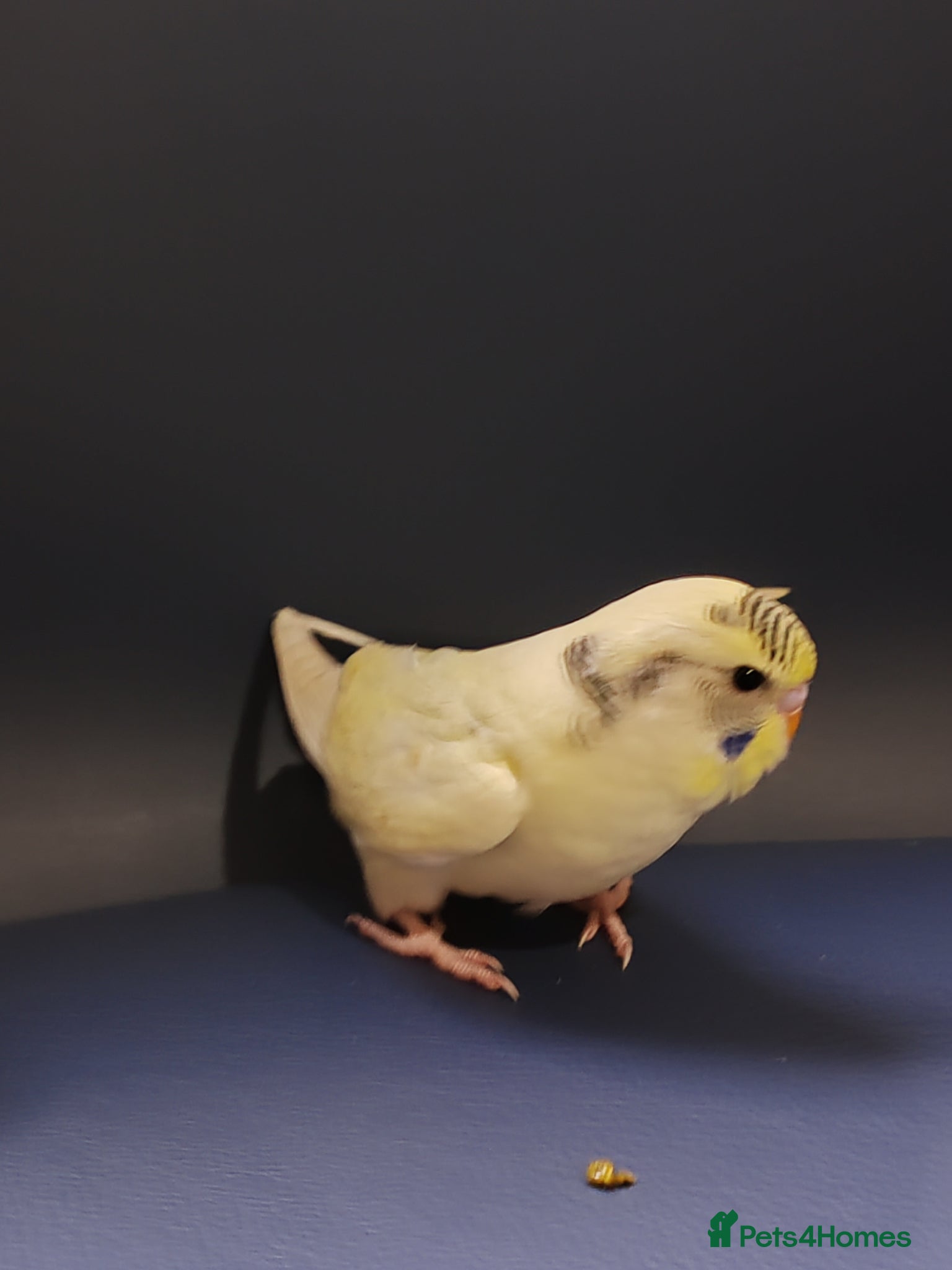 Parrots birds for sale: budgies 2 months and 3 months 1 week  - Advert 10