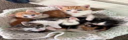 Domestic Shorthair cats for sale: 3x kittens available for loving forever home - Advert 15