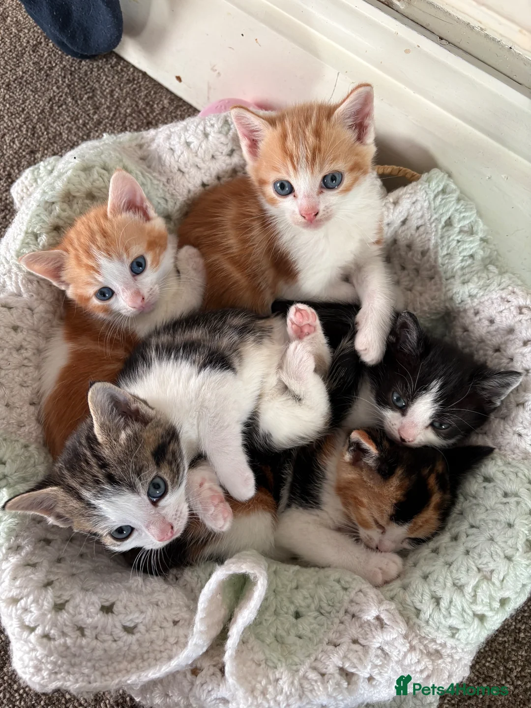 Domestic Shorthair cats for sale: 3x kittens available for loving forever home - Advert 15