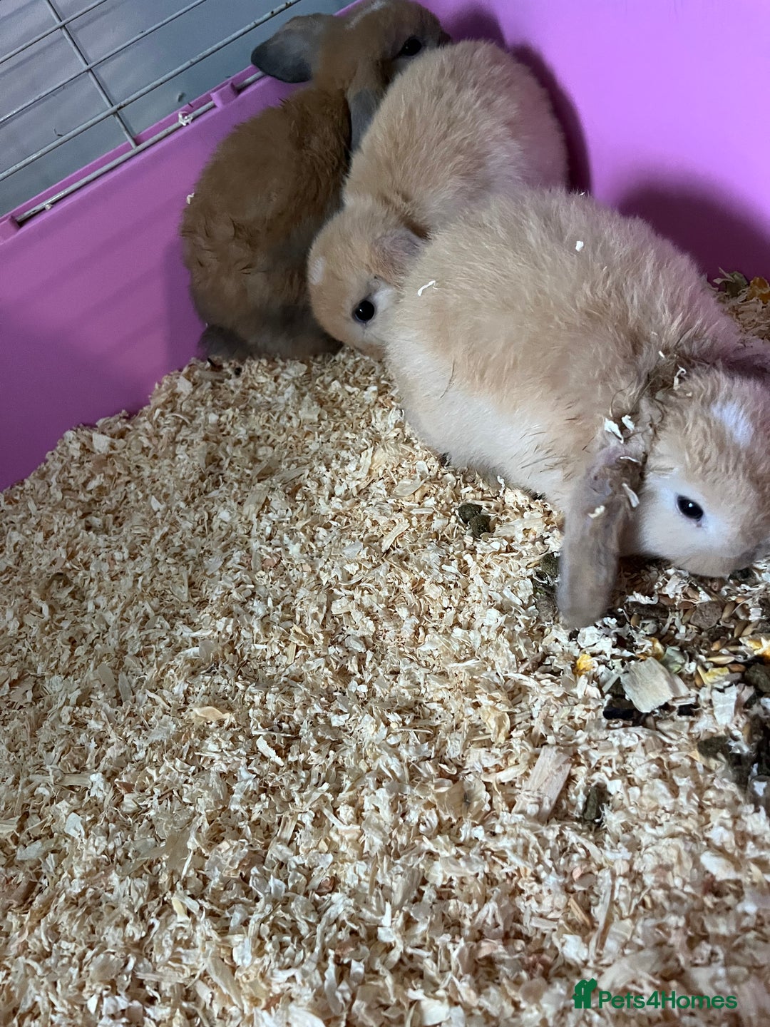 Mixed Breed rabbits for sale: Baby rabbits  - Image 4