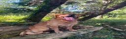 Golden Retriever dogs for sale: KC Registered Golden Retriever Puppies - Advert 21
