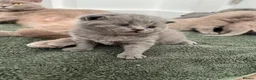 British Shorthair cats for sale: British shorthair kitten  - Advert 10