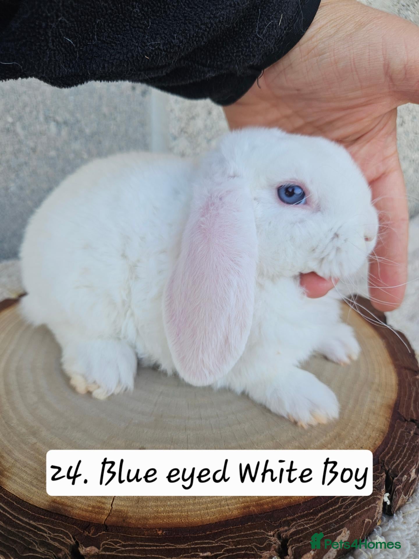 French Lop rabbits 🐻 Ad 2 PUREBRED MINI PLUSH LOPS 💕 - Advert 2