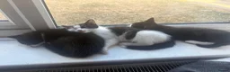 Domestic Shorthair cats for sale:  🐾 Black and white domestic shorthairs - Advert 8