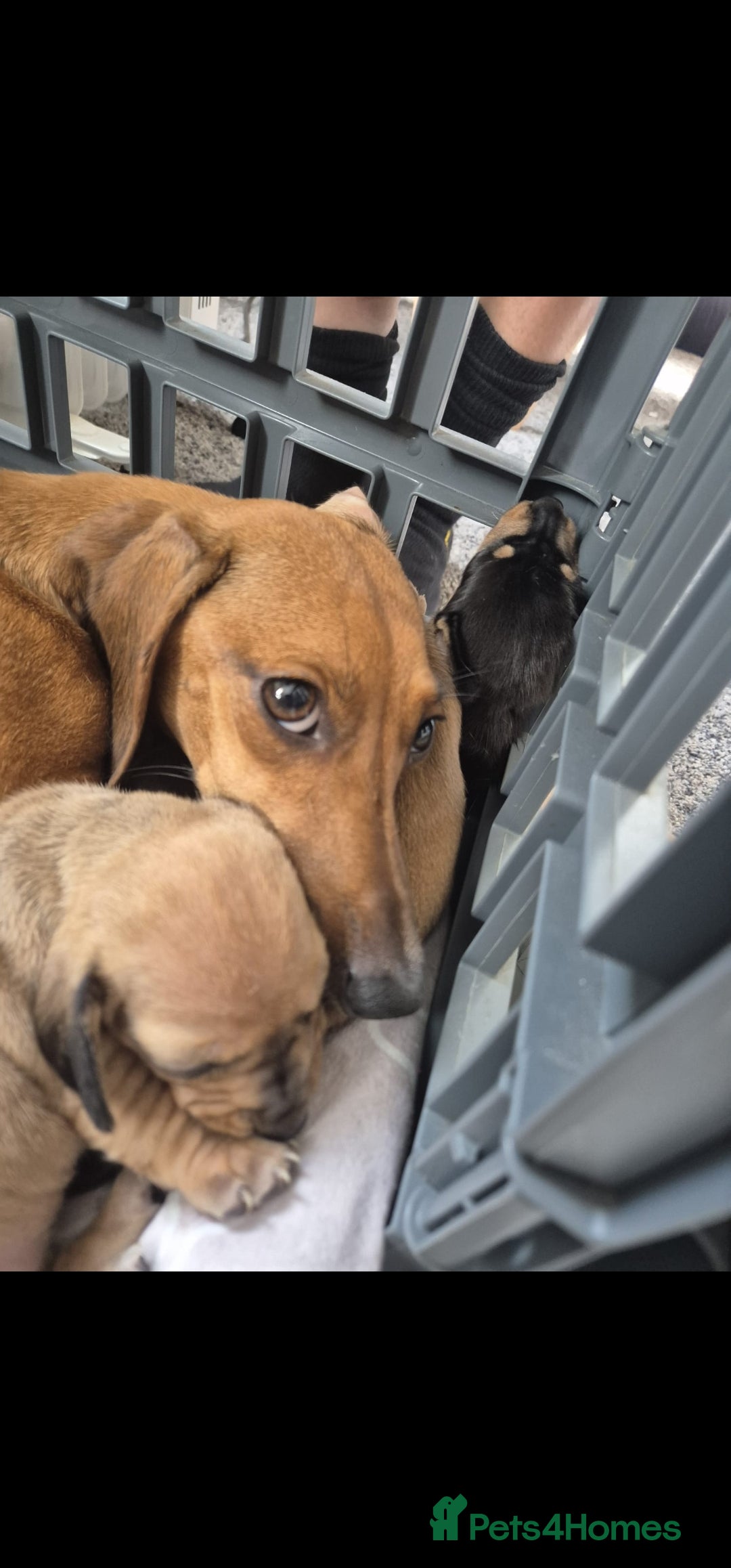 Miniature Dachshund dogs for sale: Male and female miniature dachshund  - Image 5
