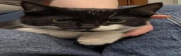 Mixed Breed cats for sale: Kittens ready for their homes - Advert 4