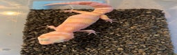 Leopard Gecko reptiles for sale: Baby leopard geckos cb25 - Advert 8