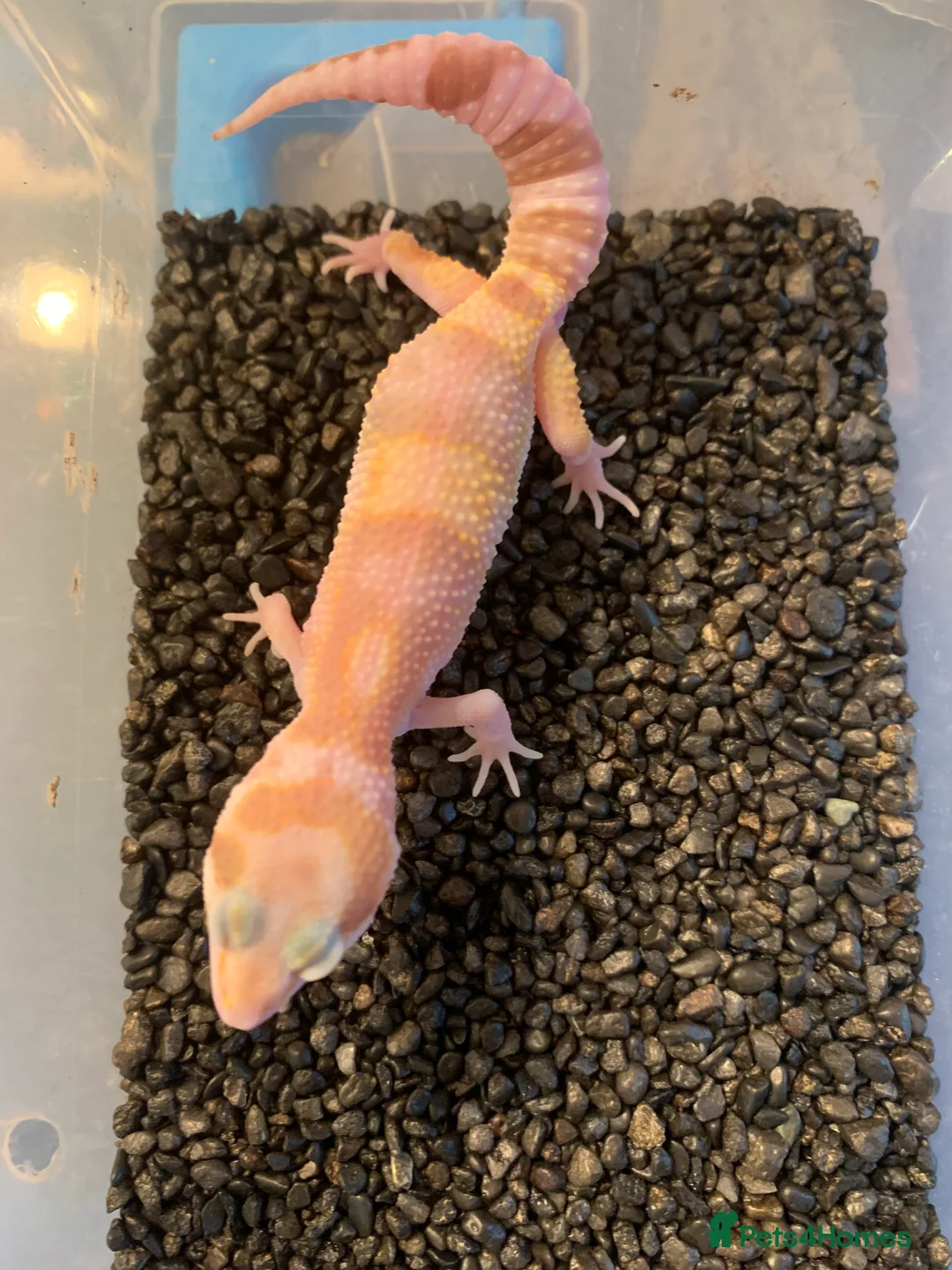 Leopard Gecko reptiles for sale: Baby leopard geckos cb25 - Advert 8