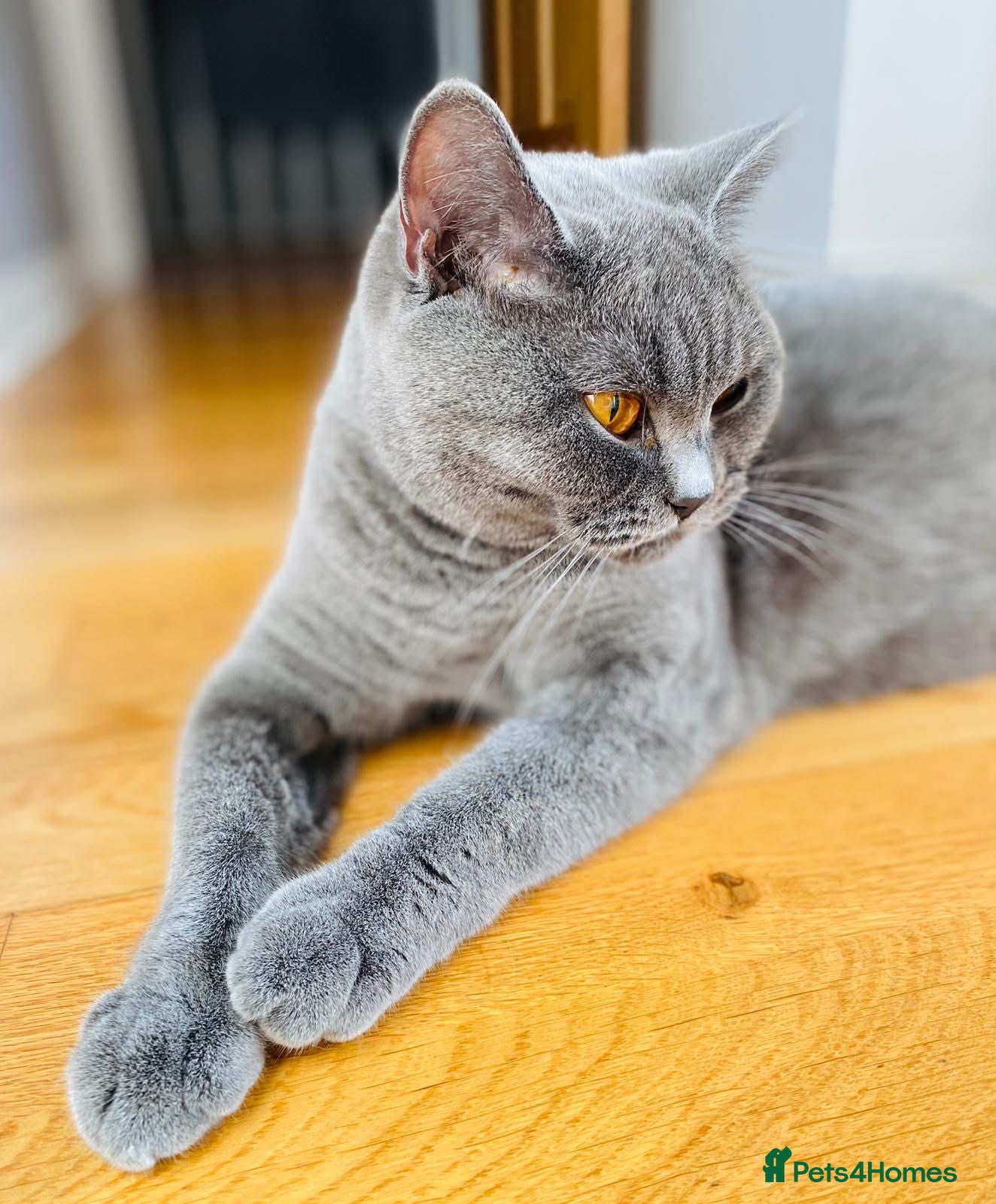 British Shorthair cats British Shorthair Girl - Advert 4