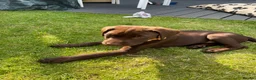 Labrador Retriever dogs for sale: Labrador puppy  - Advert 5