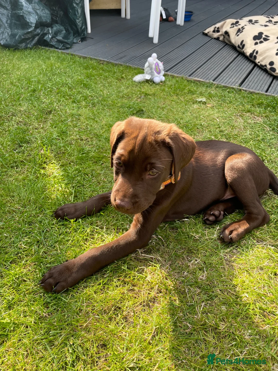 Labrador Retriever dogs for sale: Labrador puppy  - Advert 5