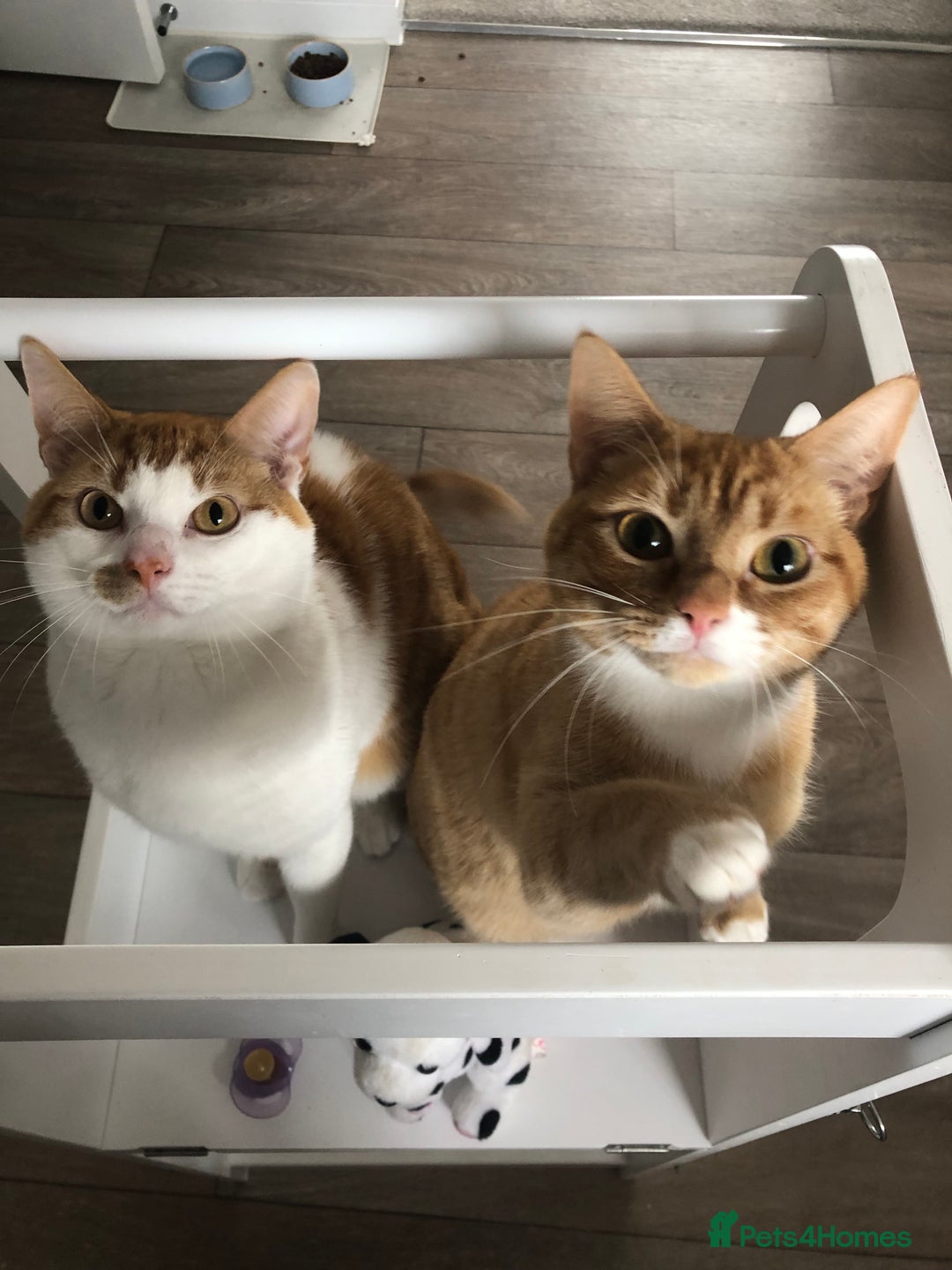 British Shorthair cats for sale: 2 year old Brother & Sister - Advert 1