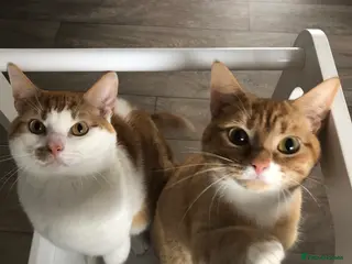 British Shorthair cats 2 year old Brother & Sister - Advert 9