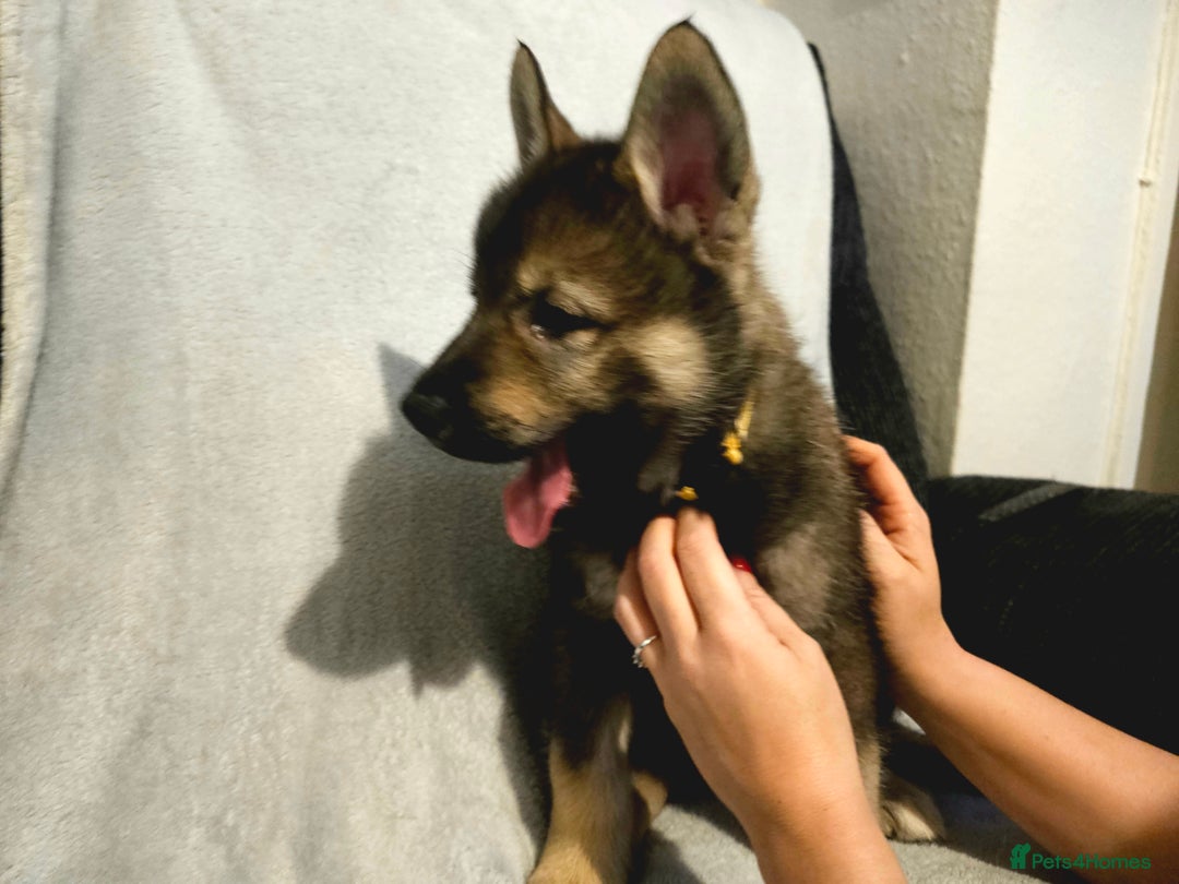 Mixed Breed dogs for sale: Husky × German Shepherd / Malamute Puppies - Advert 12