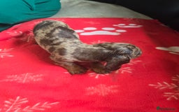 Miniature Dachshund dogs for sale: Dachshund puppies  - Image 7