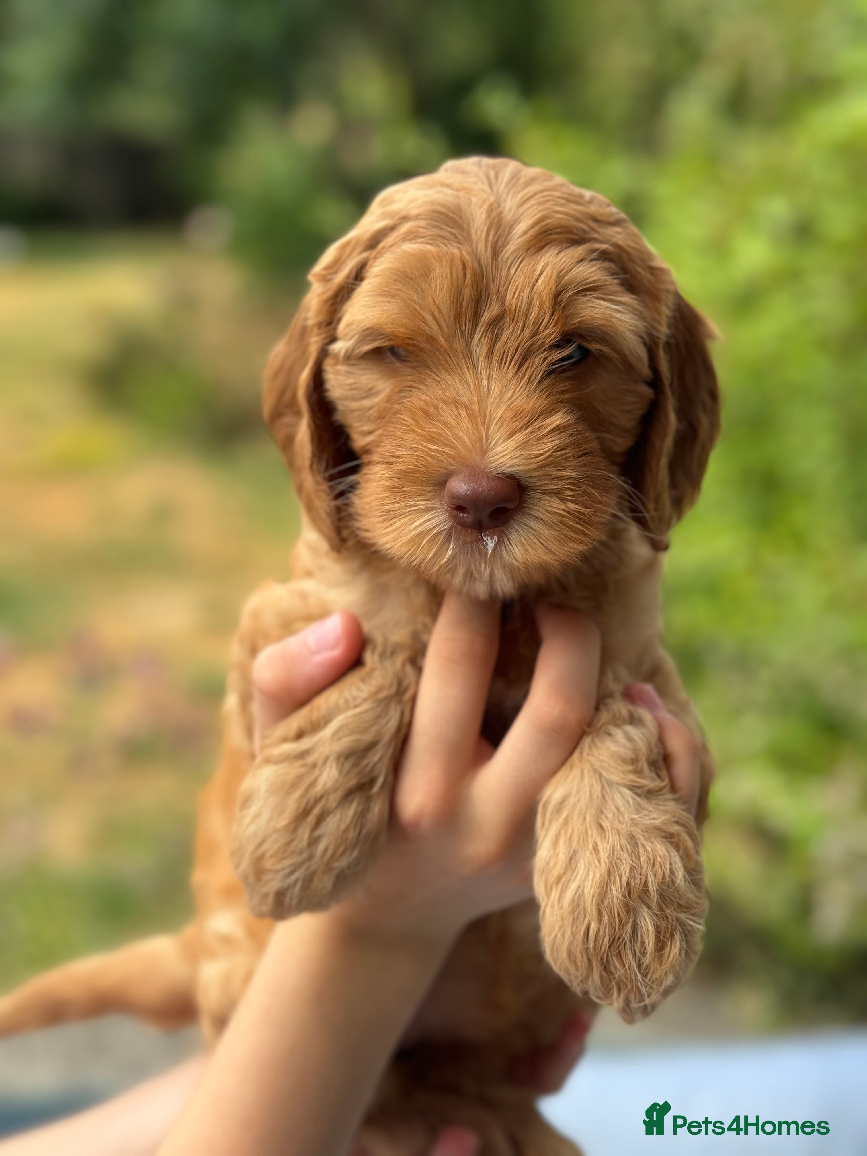 Australian Labradoodle dogs Australian labradoodle puppies Medium - Advert 3