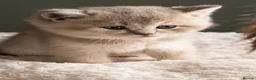British Shorthair cats for sale: 5 Gorgeous Golden BSH Kittens Blue Fawn Chocolate - Advert 4