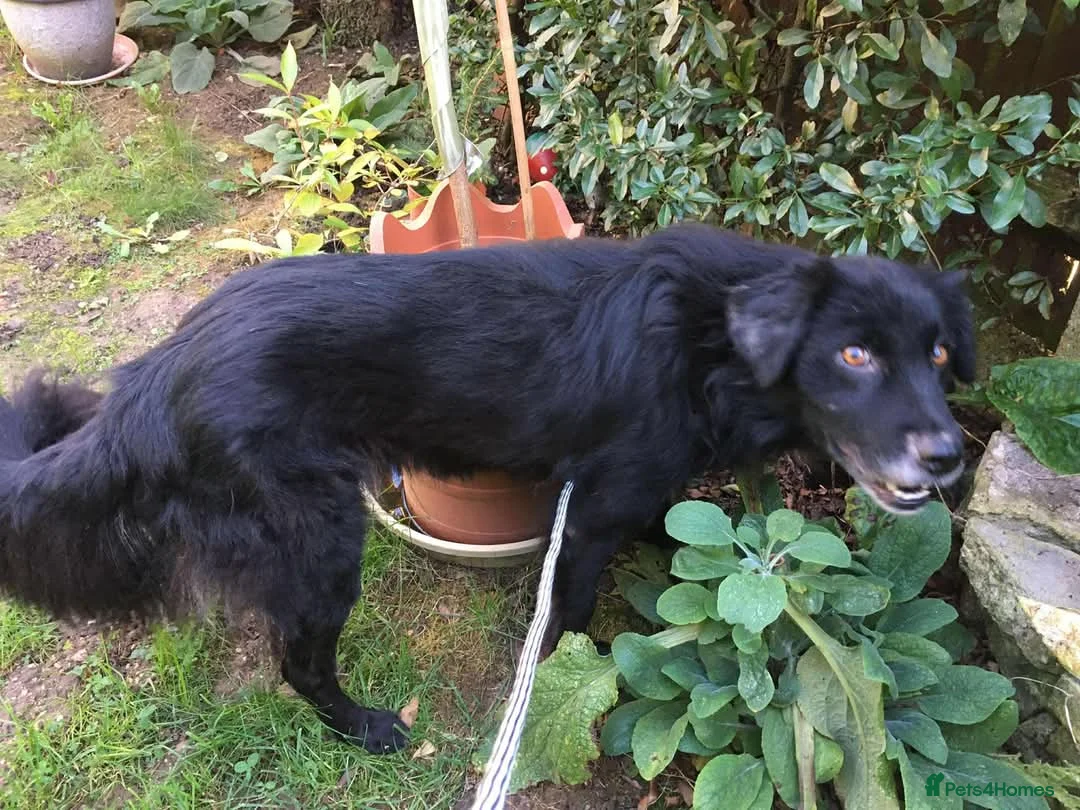 Mixed Breed dogs for adoption: Meet Hera, currently residing in Middlesex  in West Drayton - Advert 5