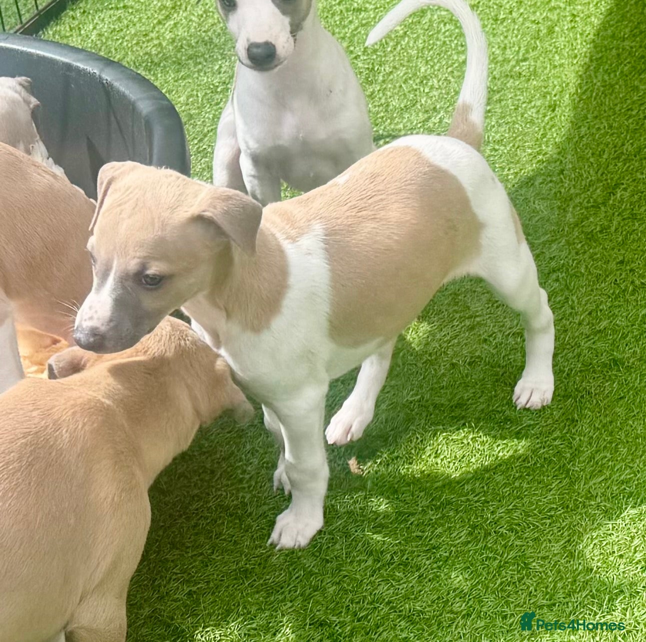 Whippet dogs Beautiful whippet babies! - Advert 2