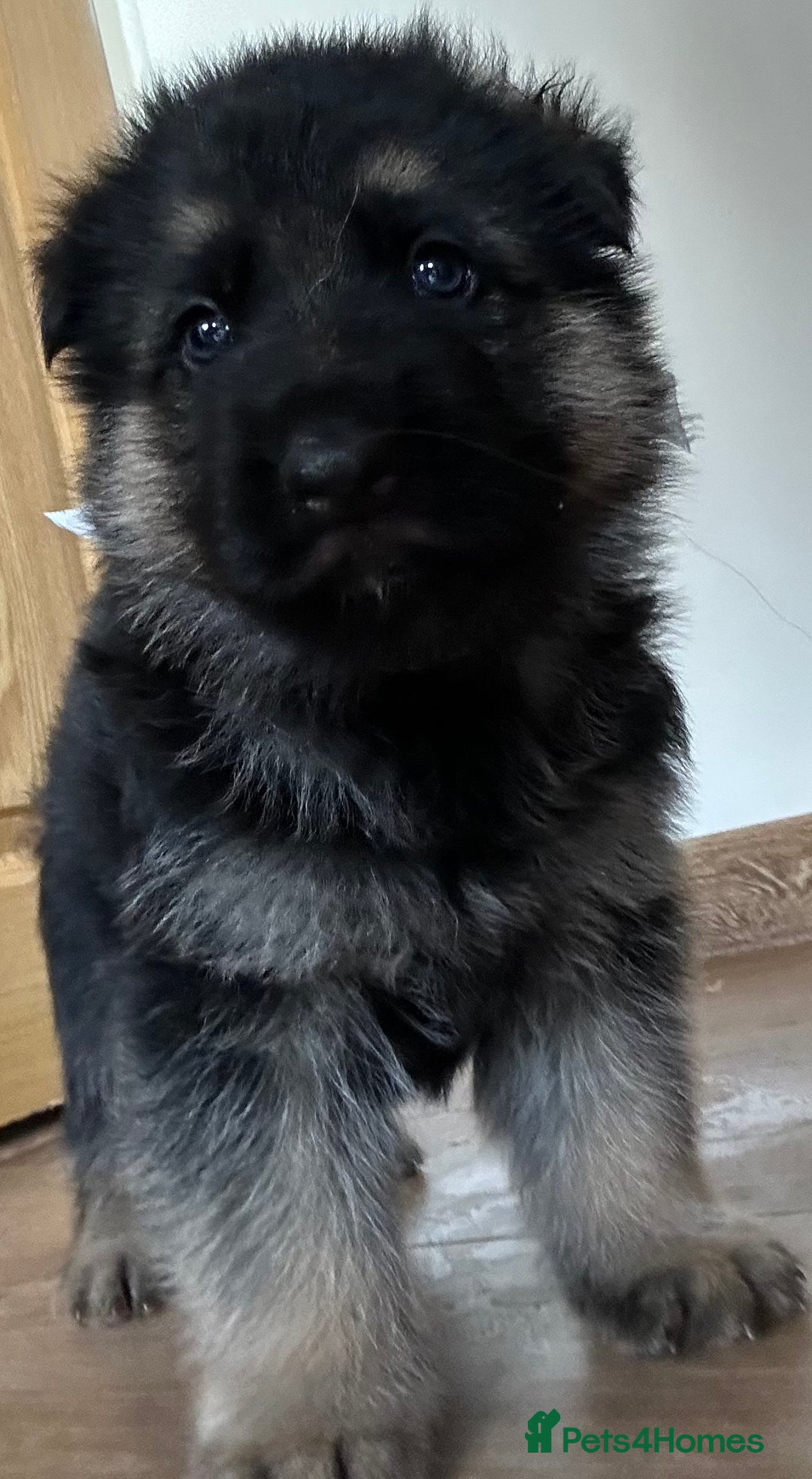German Shepherd dogs for sale: Kc Registered German Shepherd Puppies - Advert 3