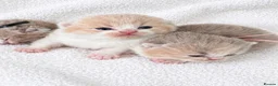 British Shorthair cats for sale: 🌟Last 2 kittens 🌟 Top quality British shorthair  - Advert 8