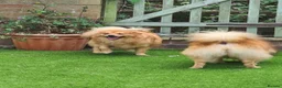 Pomeranian dogs for sale: 2 puppy boy - Advert 2