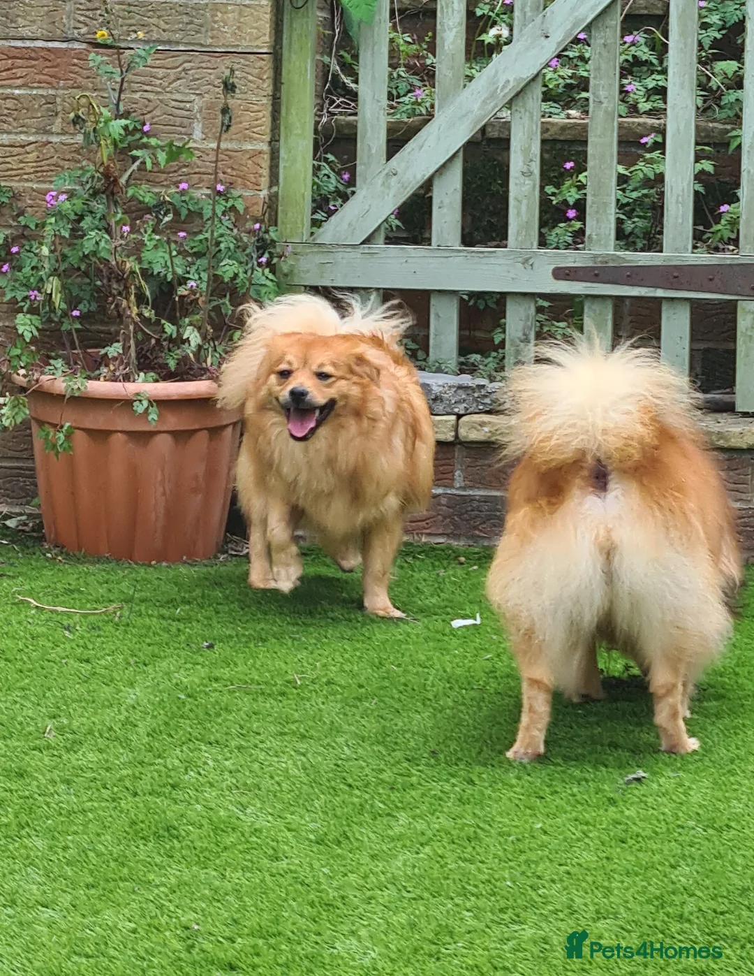 Pomeranian dogs for sale: 2 puppy boy - Advert 2