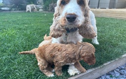 Cockapoo dogs for sale: Toy cockapoo - Image 4