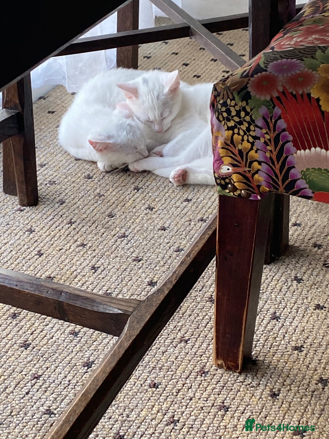 British Shorthair cats for sale: Two White British short hair kittens - Image 2