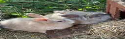Mini Lop rabbits for sale: Mini lops-raised indoors-vaccinated  - Advert 27