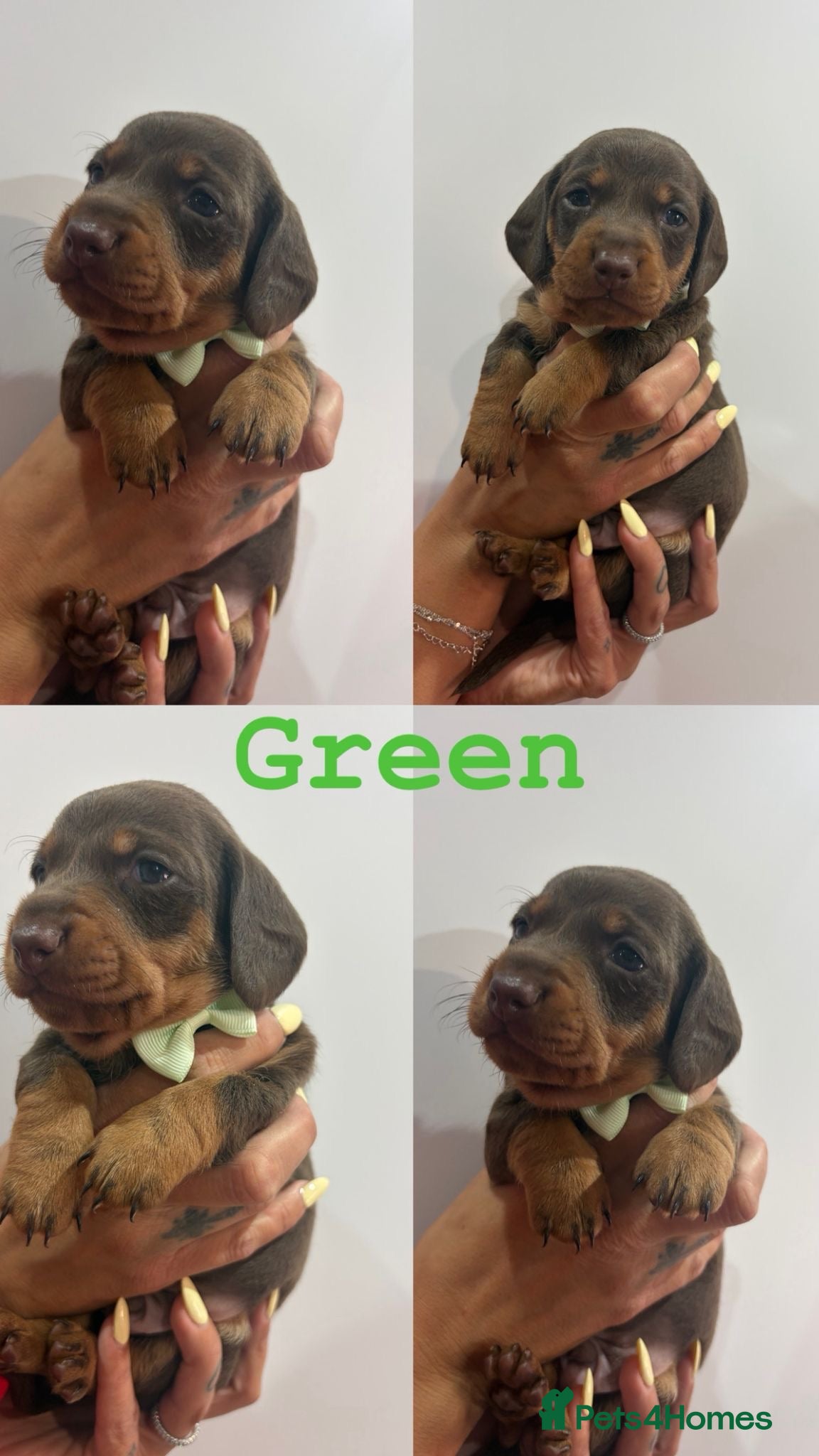 Dachshund dogs Miniature Dachshund puppies - Advert 11