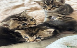 European cats for sale: Tortoiseshell Kittens - November  - Image 5
