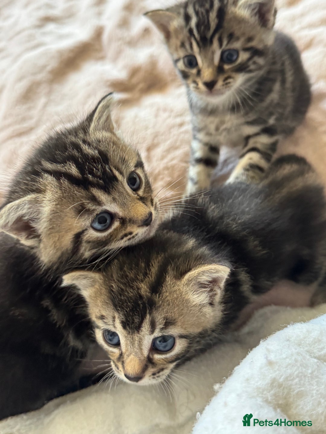 European cats for sale: Tortoiseshell Kittens - November  - Image 5