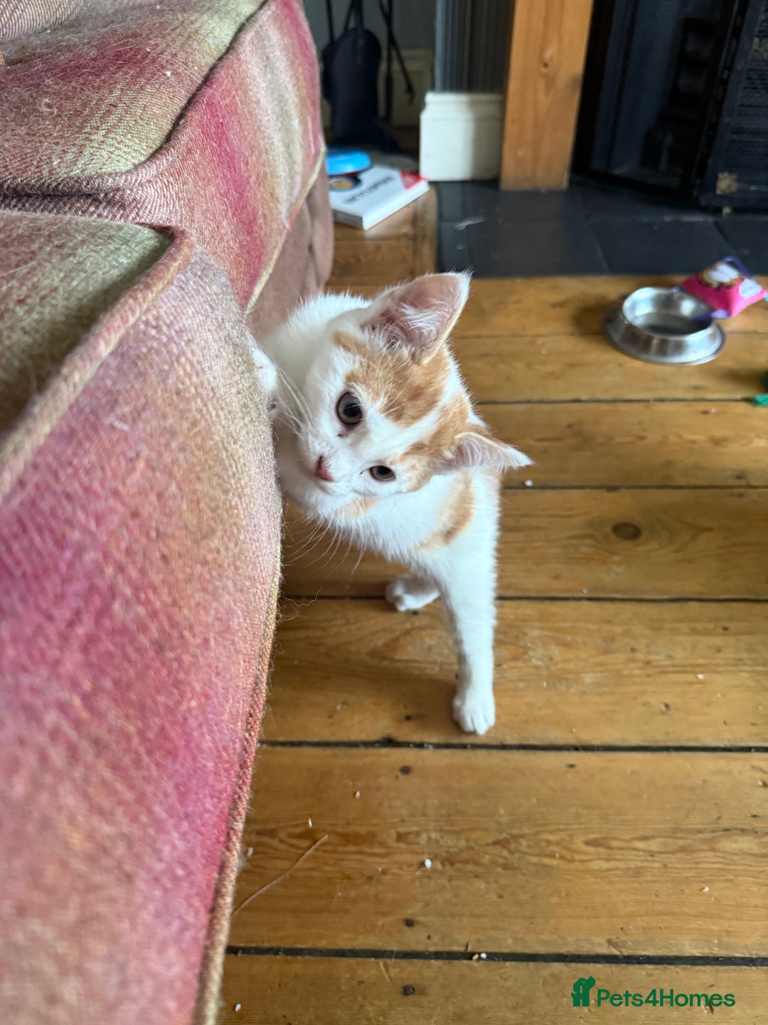 Domestic Shorthair cats for sale: 3 Adorable Ginger and White Kittens - Advert 12