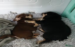 Frug dogs for sale: Frug Puppy **1 left** - Advert 2