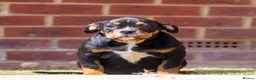 American Bully dogs for sale: American pockets - Advert 3