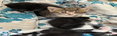 Mixed Breed 2