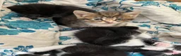 Mixed Breed cats for sale: Kittens  - Advert 5