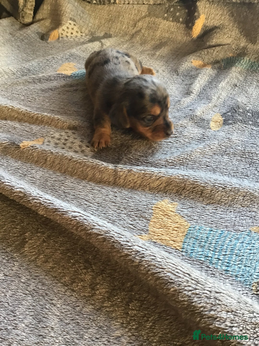 Miniature Dachshund dogs for sale: Long hair mini dachshund  - Advert 4